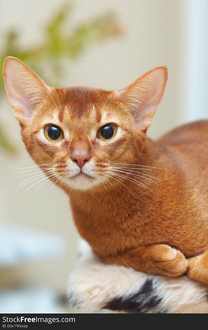 Portrait of racial cat abbyssinian