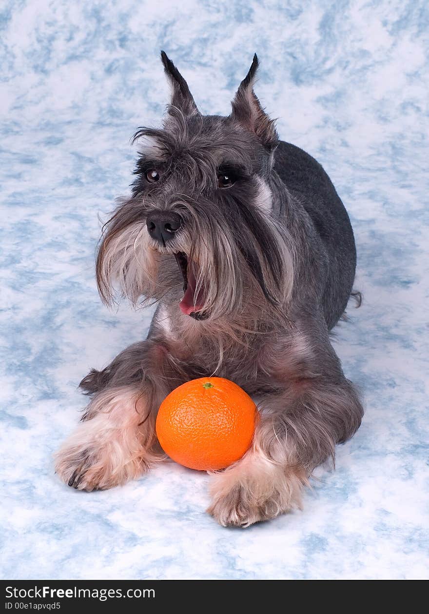 The dog lays with an orange and barks. The dog lays with an orange and barks