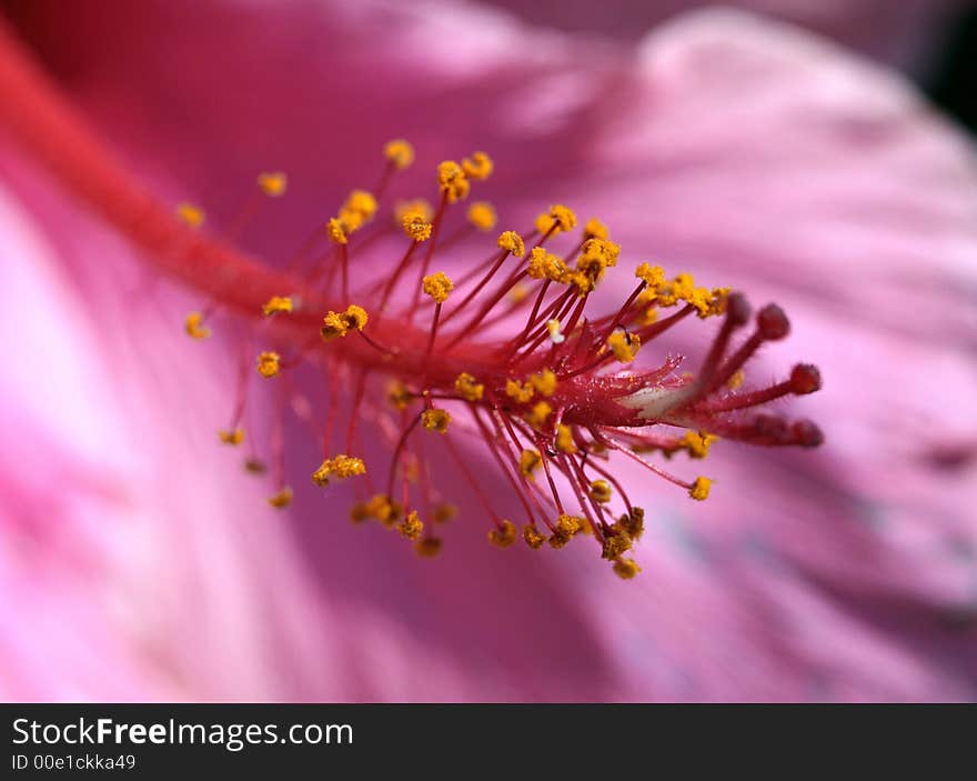 Close up hibiscus