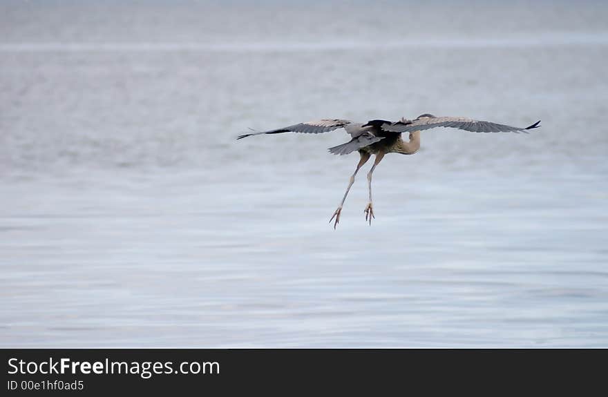 Large blue heron flying away over water. Large blue heron flying away over water