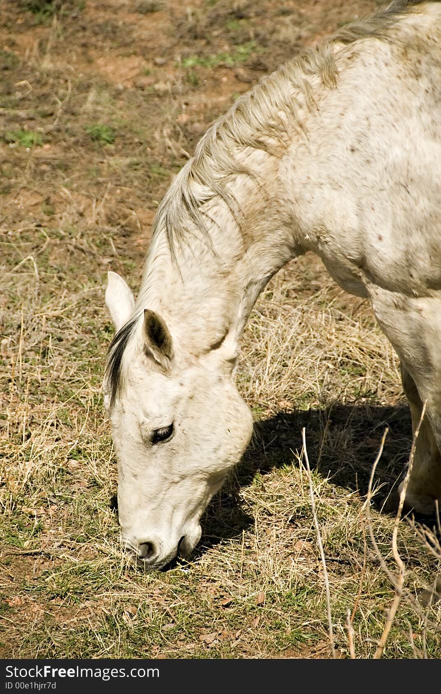 Vertical headshot of white horse grazing in grassy field