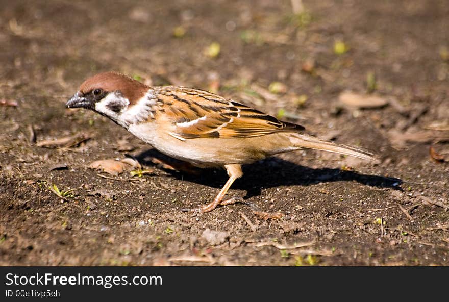 Passer Montanus