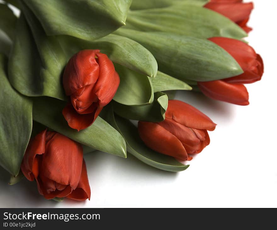 Bouquet of red tulips on white background