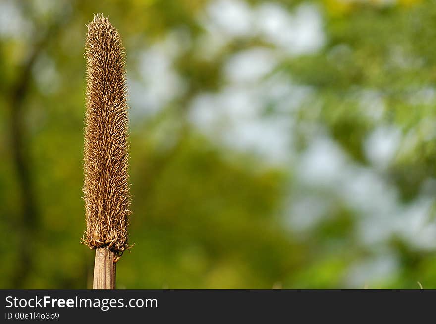 Dog s tail grass