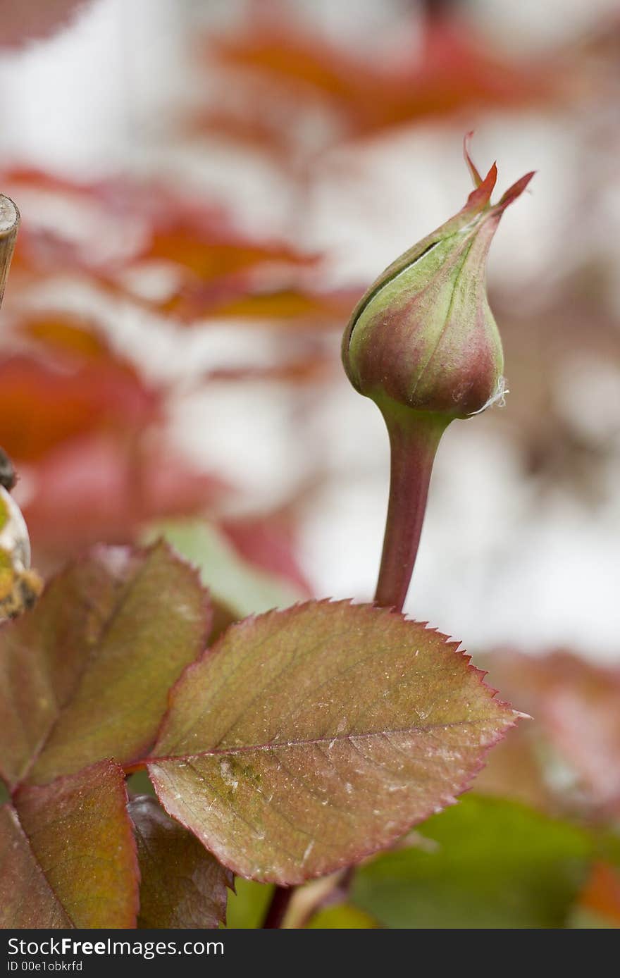 Rose on defocused background during spring.