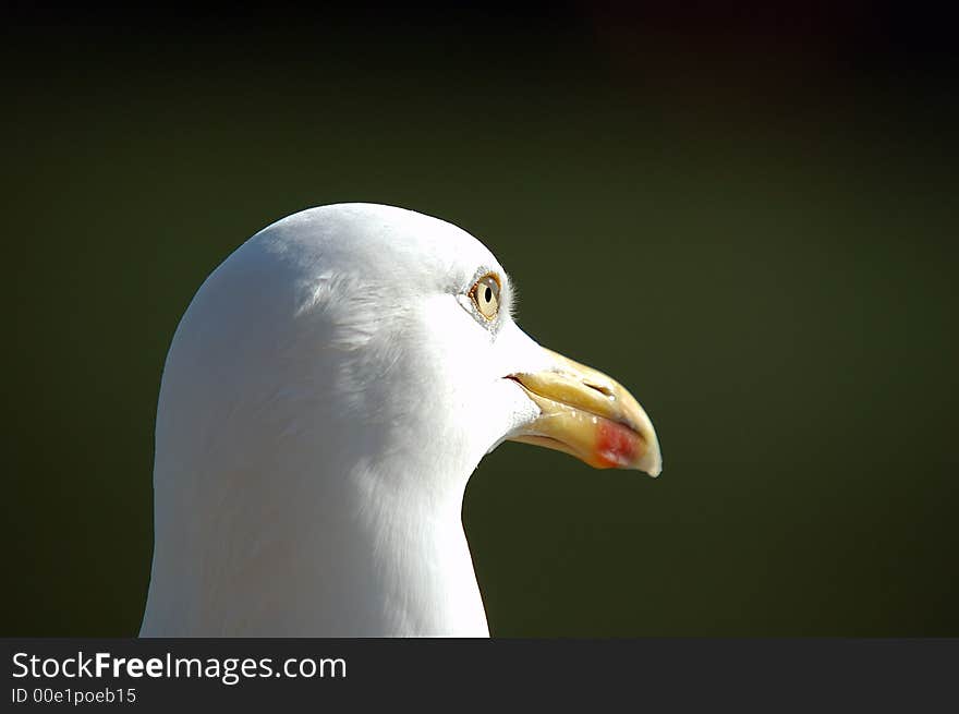 Sea gull in closeup, nice green background. Sea gull in closeup, nice green background