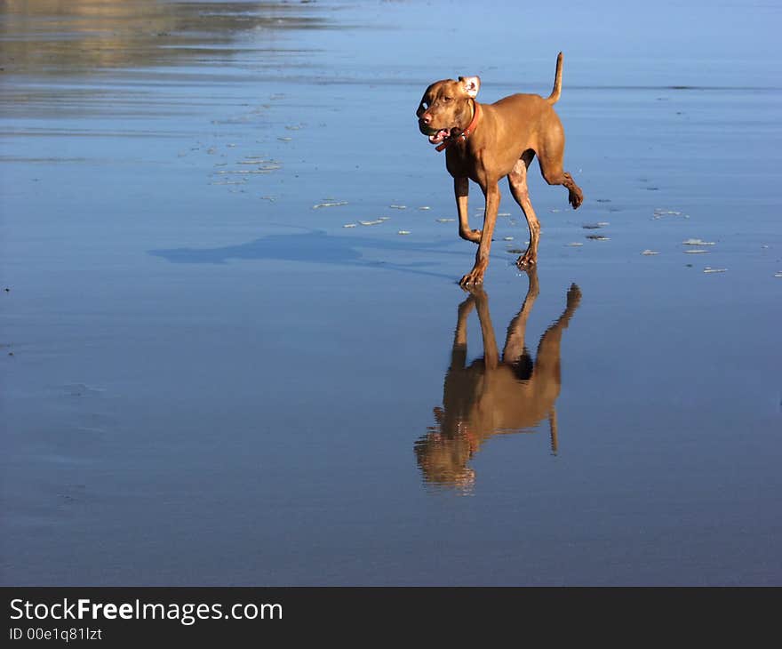 Dog running on the beach. Dog running on the beach