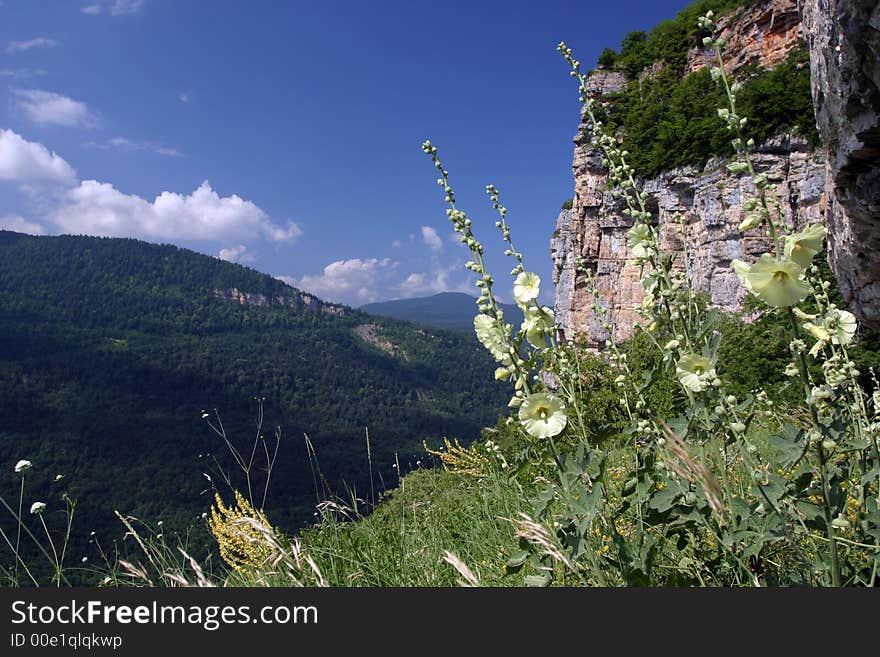 Flowers on rocks