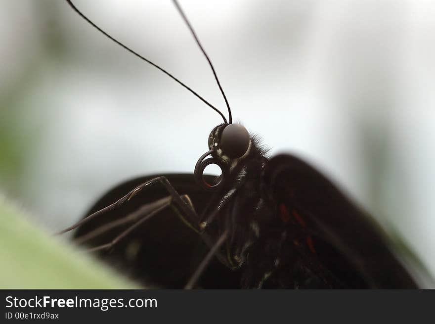 Closeup from a black tropical butterfly