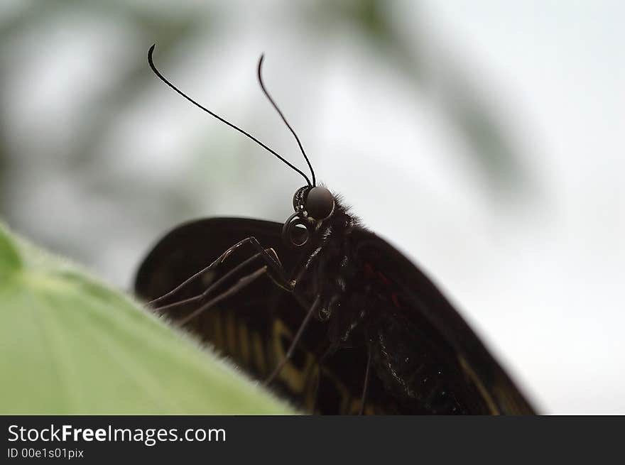 Closeup from a black tropical butterfly, eyes are good visible. Closeup from a black tropical butterfly, eyes are good visible