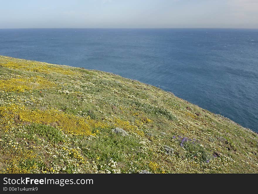 Wild flowers at the end of a grassy peninsula against a blue sky and ocean. Wild flowers at the end of a grassy peninsula against a blue sky and ocean