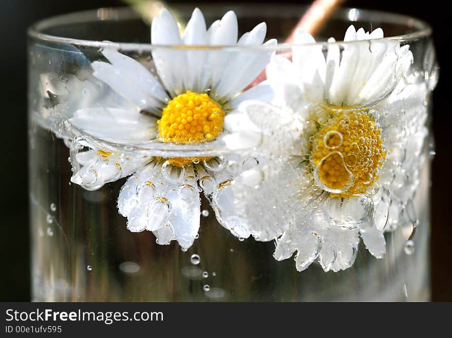 Daisy In Water