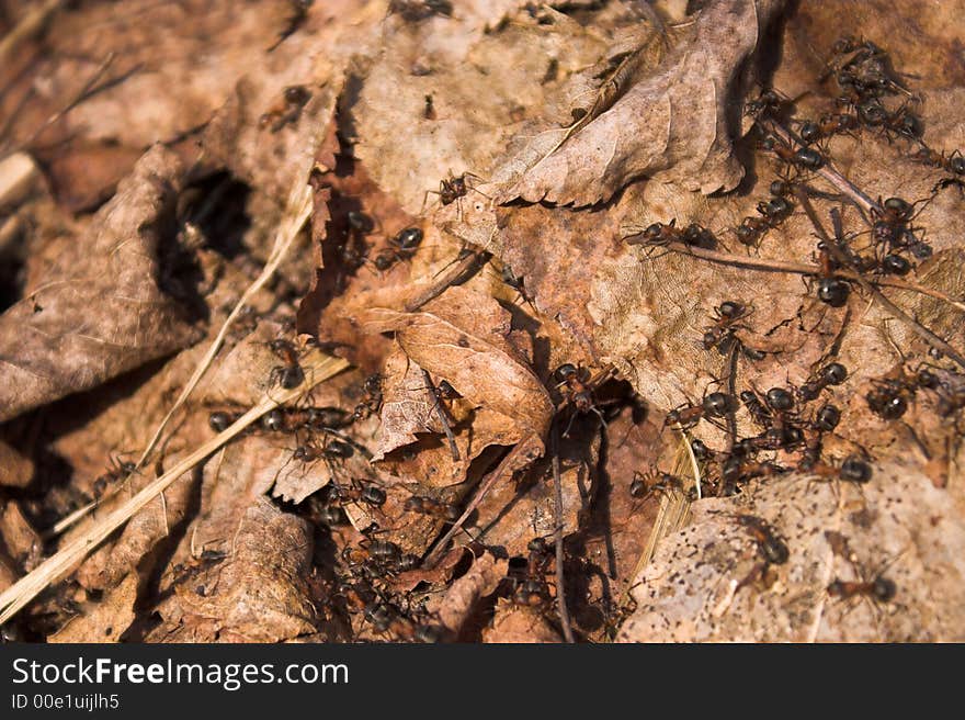 Big black ants; anthill; leaves. Big black ants; anthill; leaves