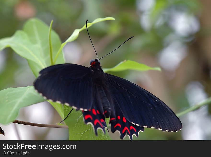 Closeup from a black butterfly with red draws, also red eyes. Closeup from a black butterfly with red draws, also red eyes