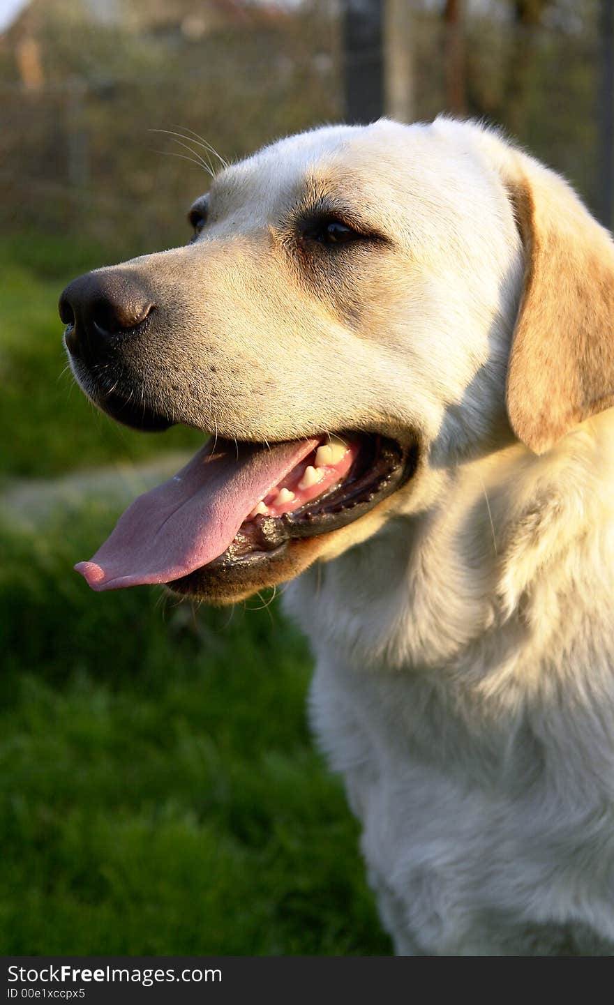 White retriever playing on a field. White retriever playing on a field