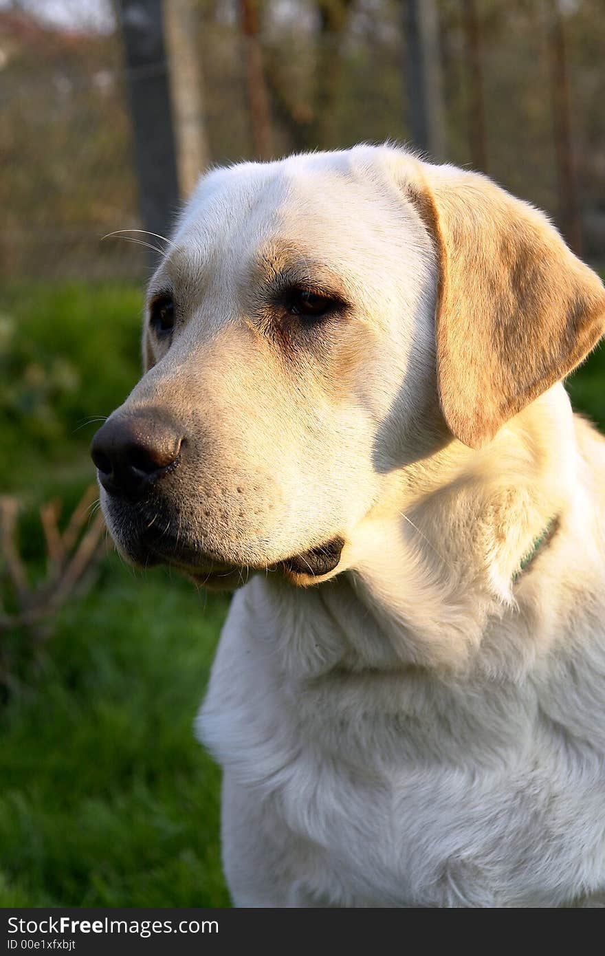 White Retriever Portret 10