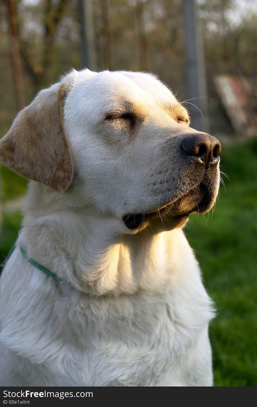 White retriever portret 11