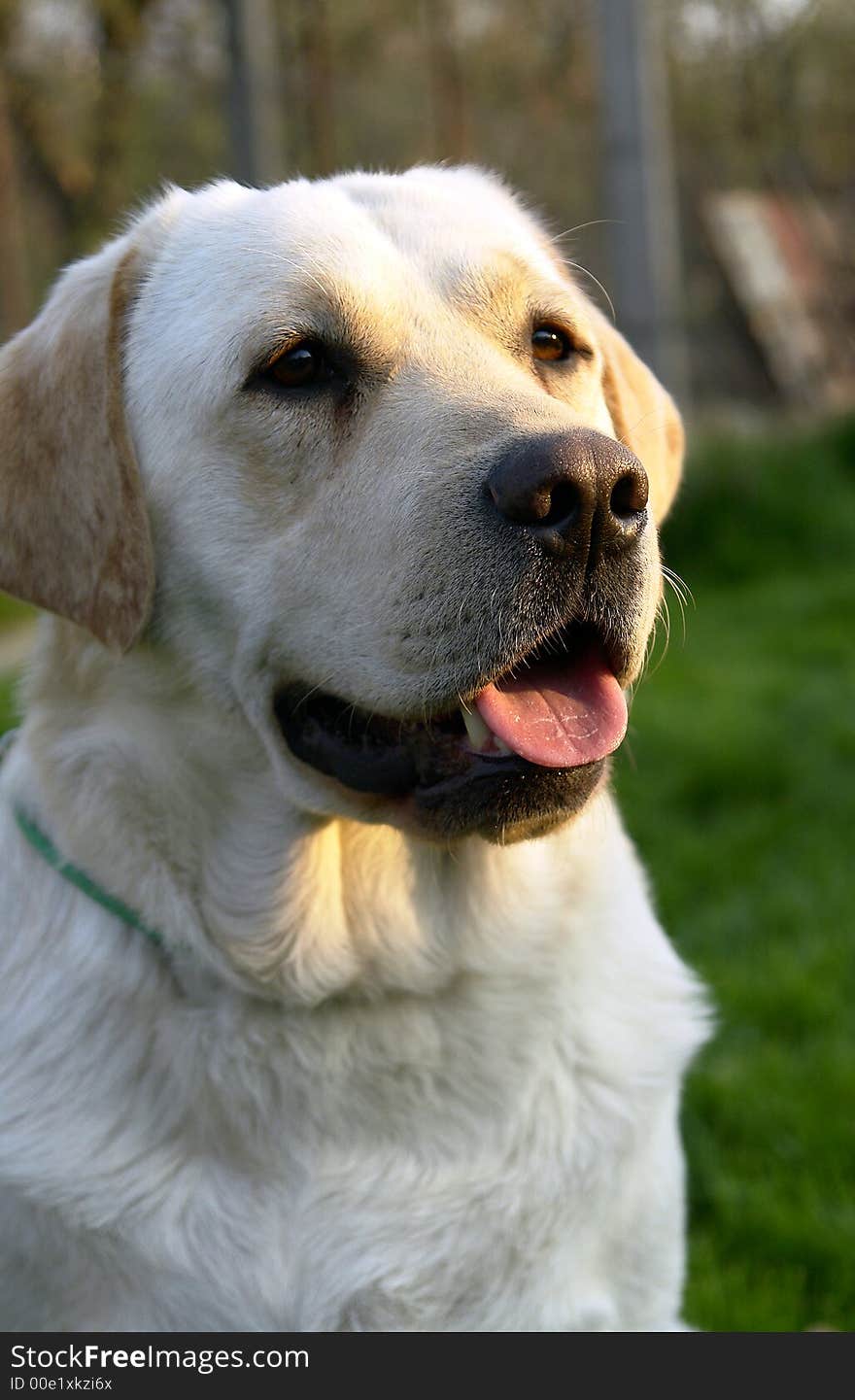 White retriever portret 12