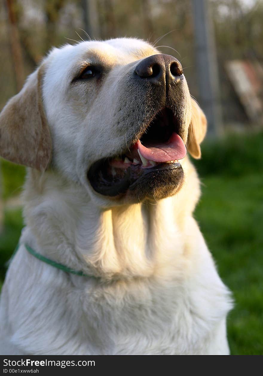 White retriever portret 13