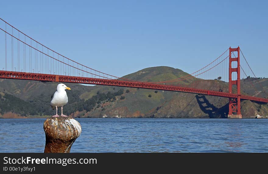 California Gull at the Golden Gate Bridge. California Gull at the Golden Gate Bridge