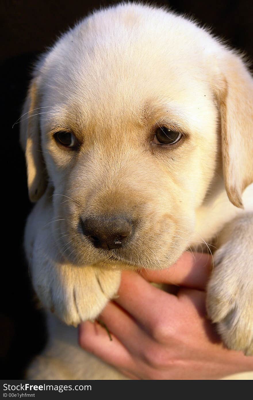 Yellow labrador retriever puppy portret. Yellow labrador retriever puppy portret