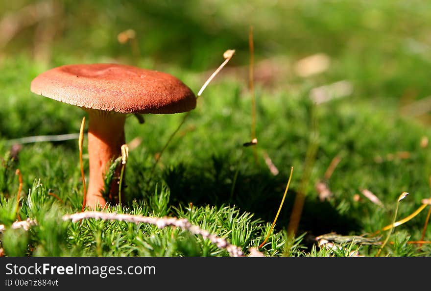 Toadstool In Moss