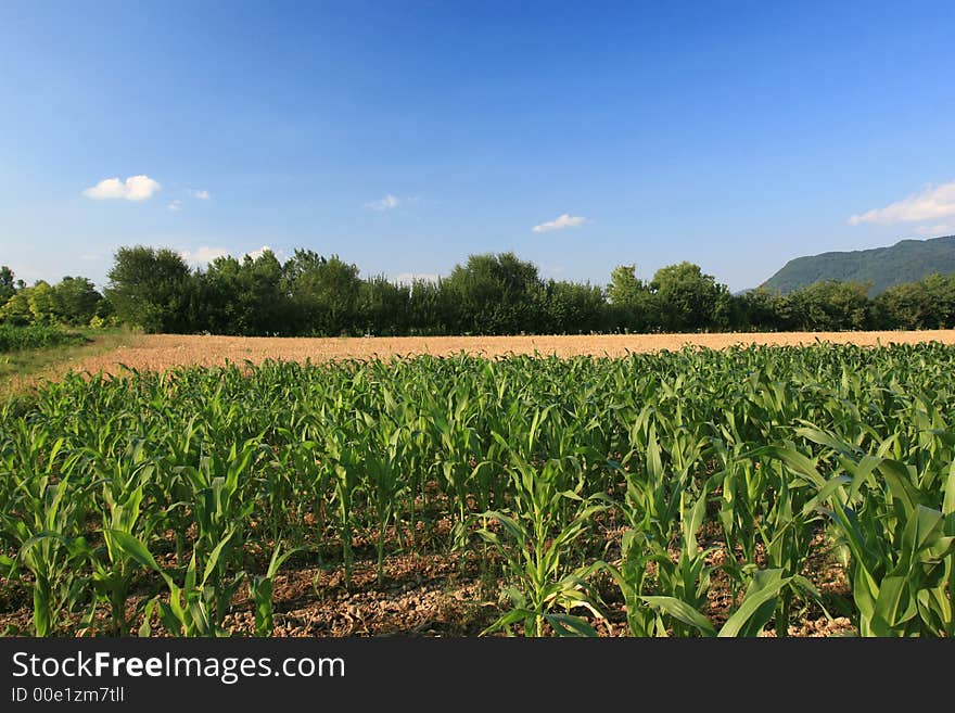 Countryside ladscape at springtime (young corn field)