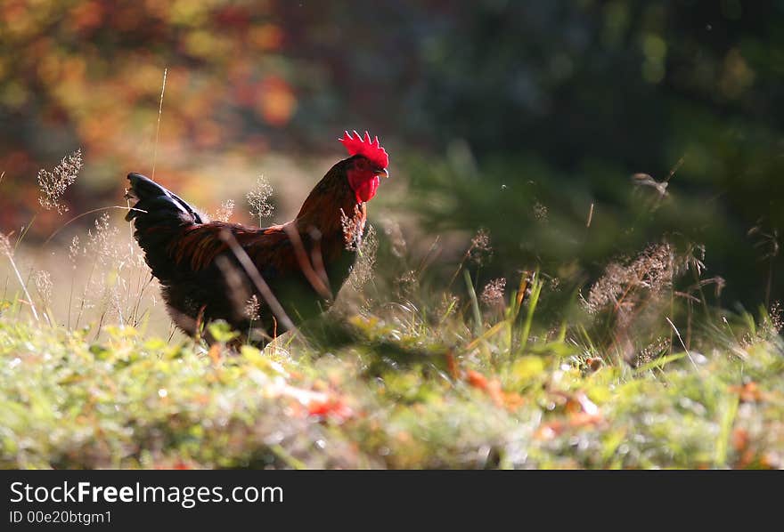 A brown cock rooster in the green grass