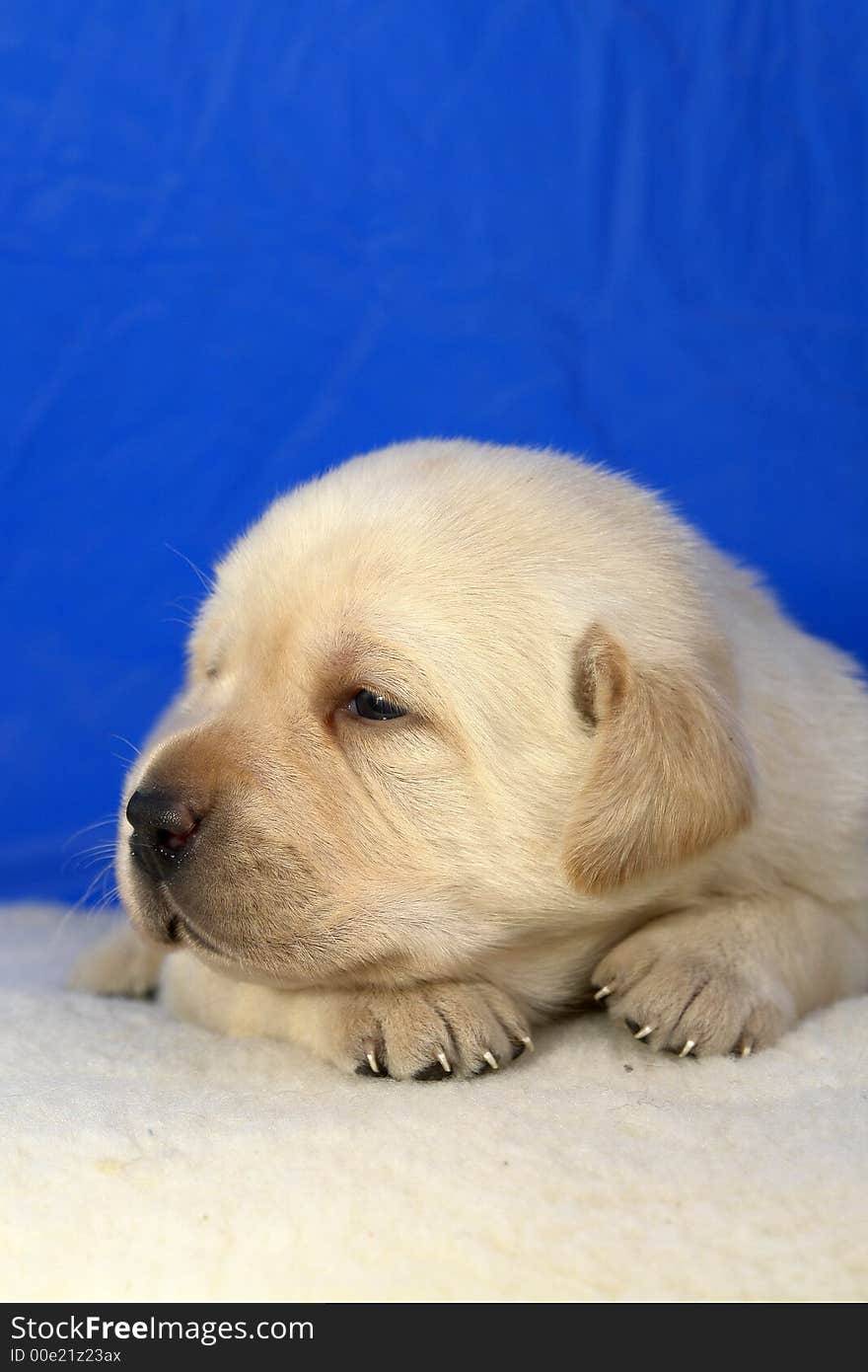 Yellow labrador retriever puppy portret. Yellow labrador retriever puppy portret