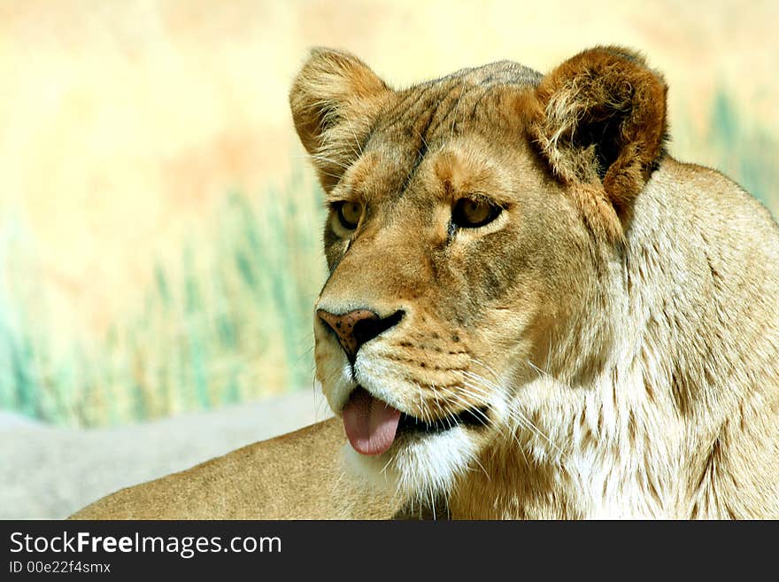 Close up of beautiful female lion