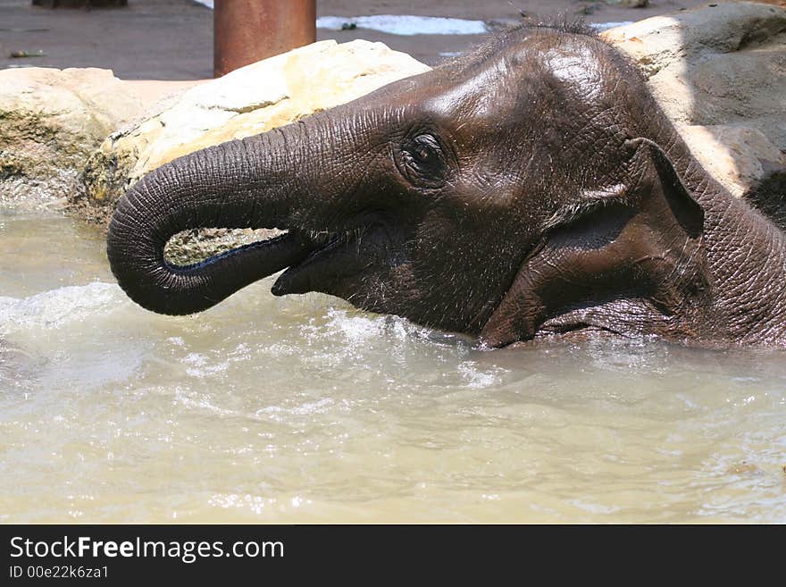 Elephant drinking in the water