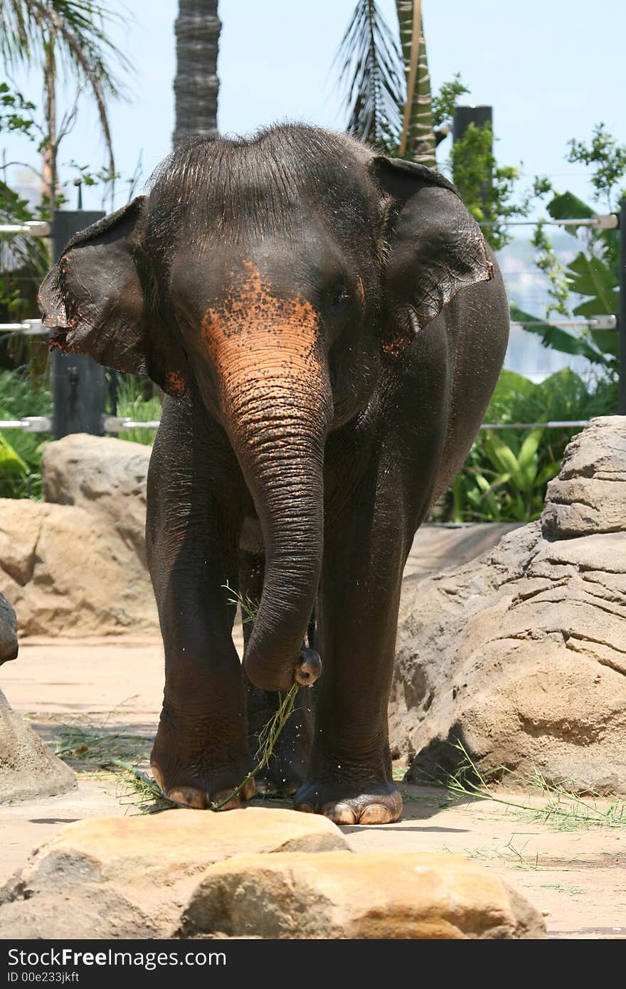 Elephant walking with an orange mark