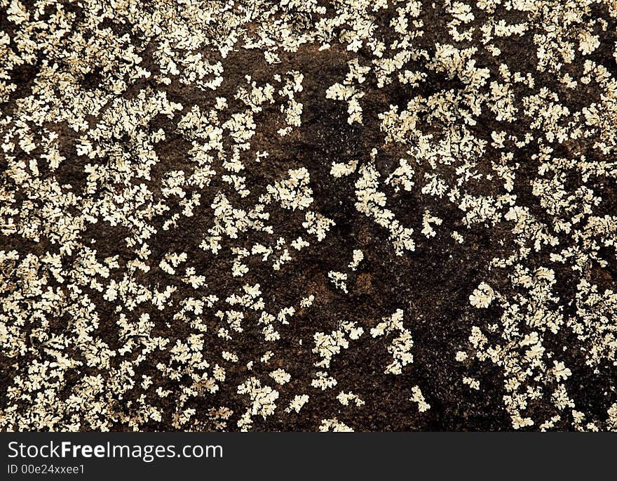 Some lichen texture over a wet rock. Some lichen texture over a wet rock