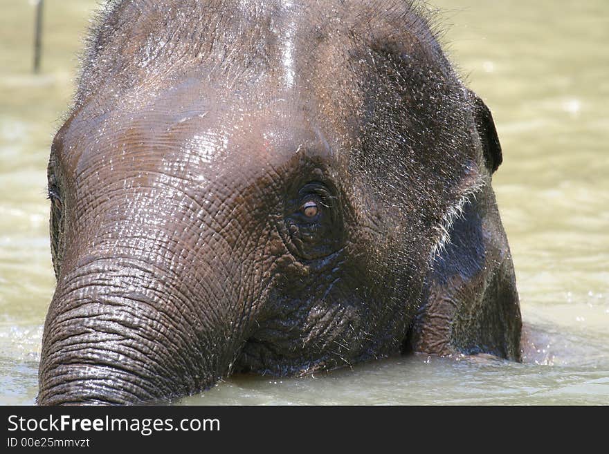 Young elephant look in the water