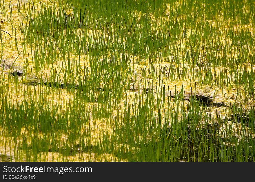 Some grass texture in a swamp scene. Some grass texture in a swamp scene