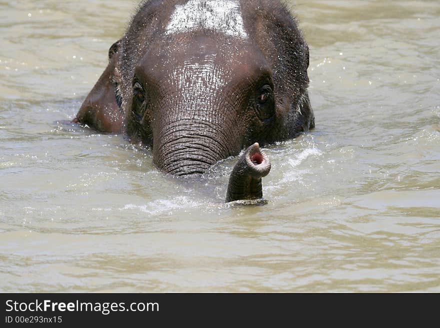 Young elephant showing with it's trump