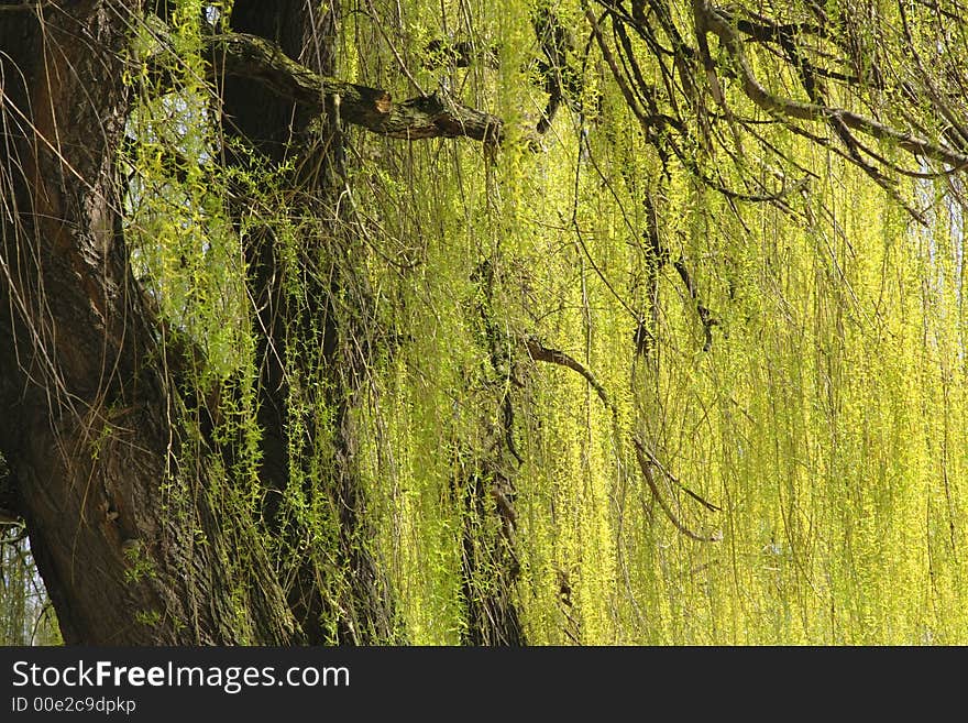 Detail of a dropping willow generating a useful natural texture. Detail of a dropping willow generating a useful natural texture.