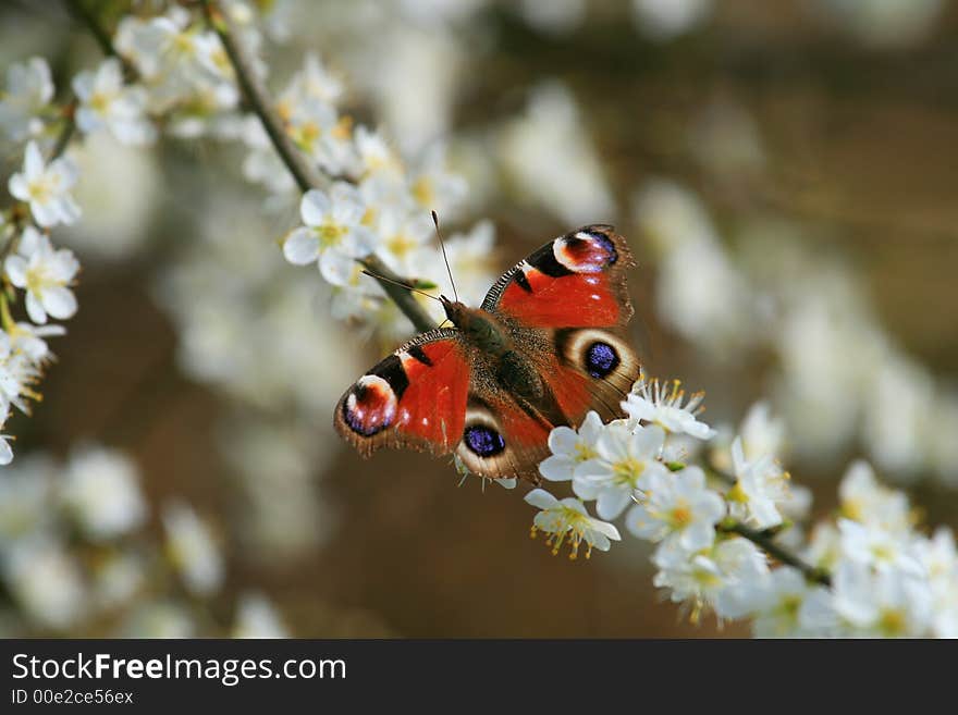 Peacock butterfly