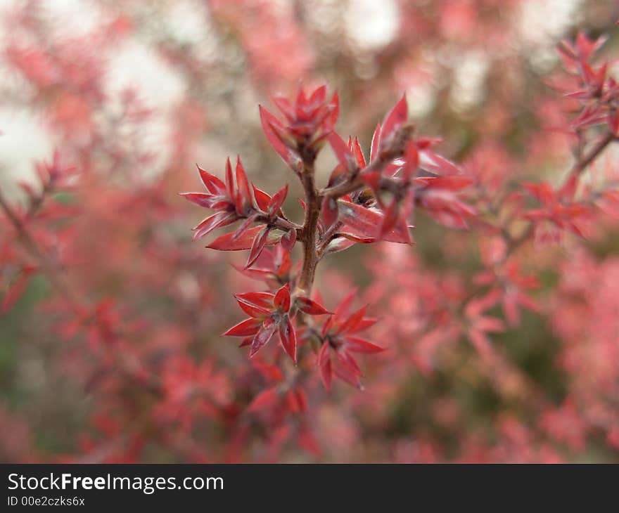 Red Flower