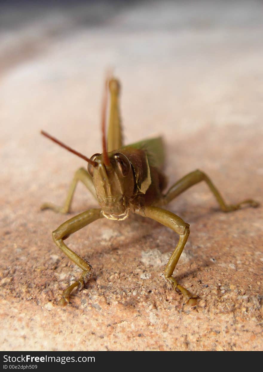 Close up of a locus or lobster. Close up of a locus or lobster