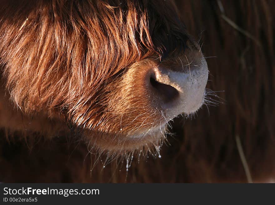 Nostrils of bull