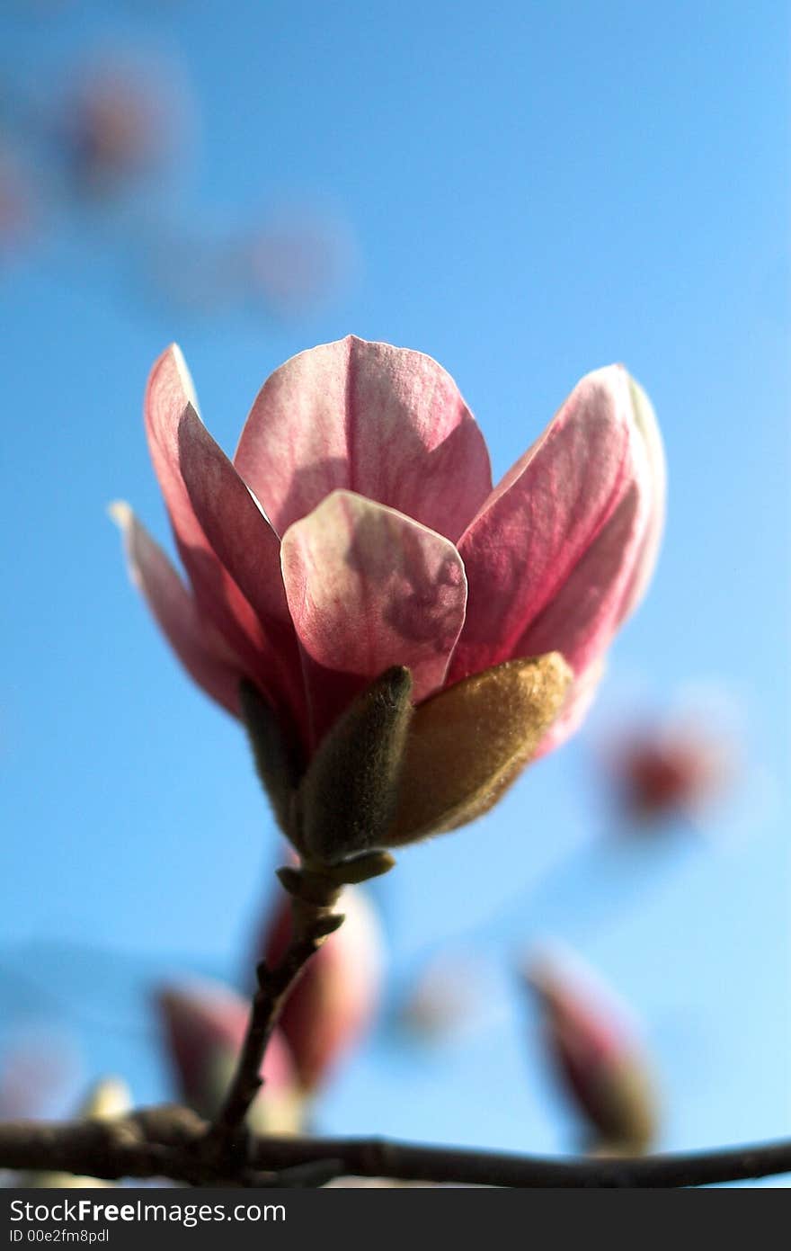 Beautiful Magnolia