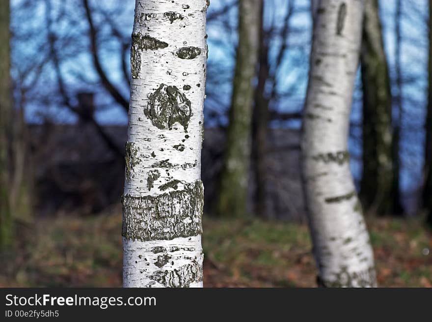 Two trunks of a birches