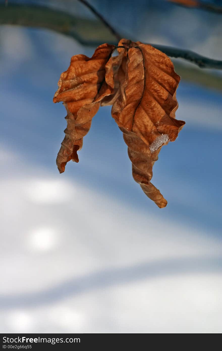 Close-up of a leaves