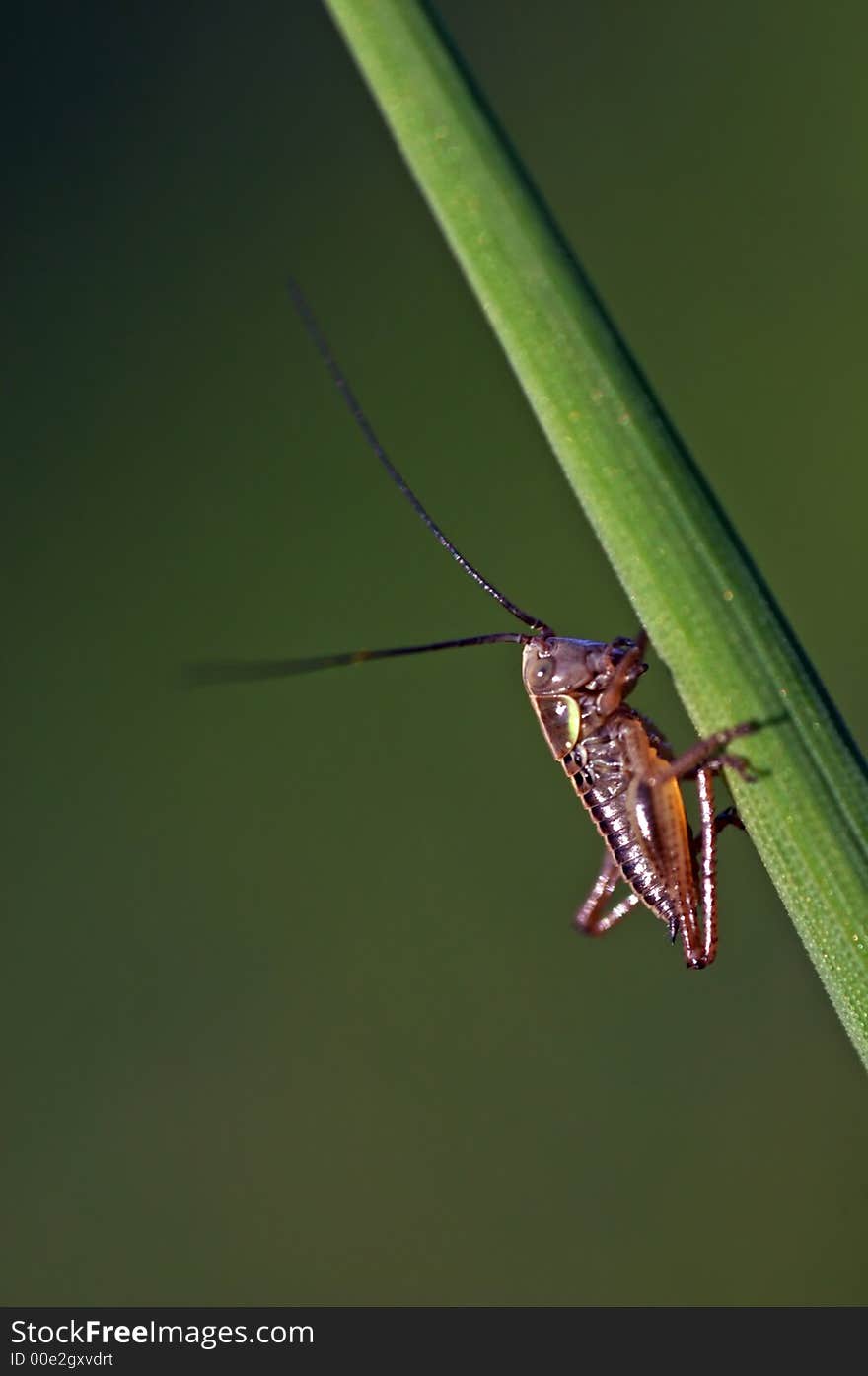 A close-up shot of grasshopper