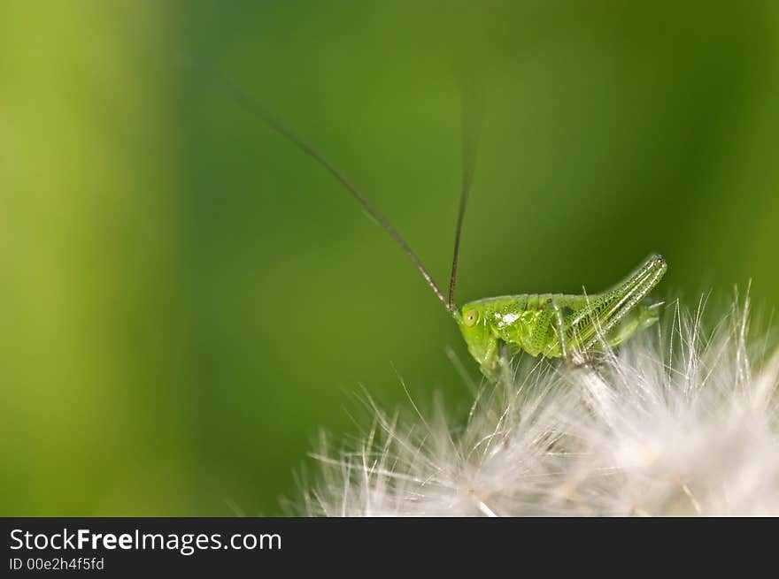 Green grasshopper on a dandelion