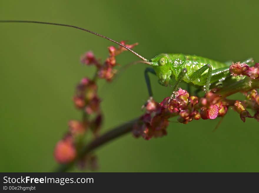 Green grashopper on some red plant. Green grashopper on some red plant