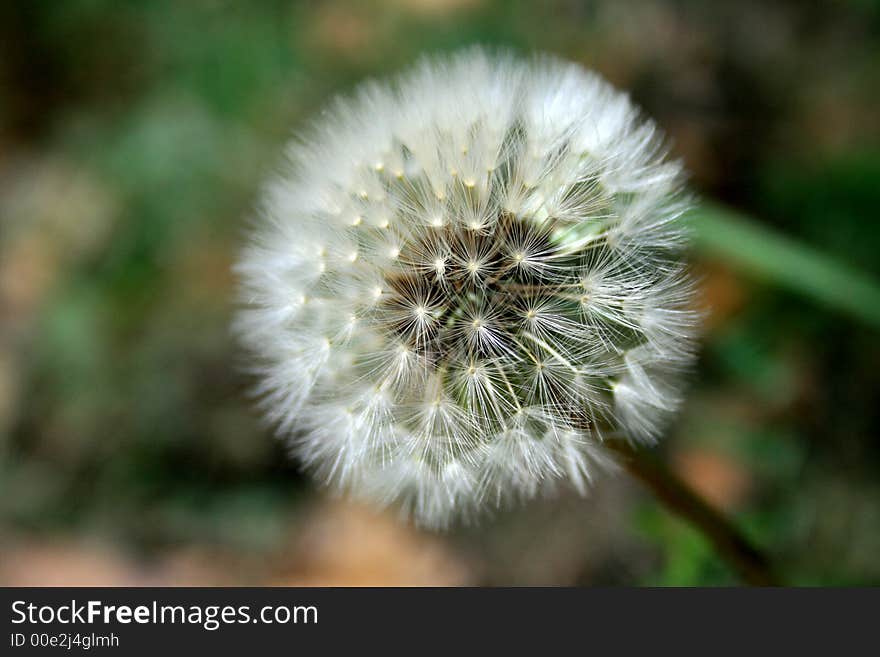 Flower Dandelion Taraxacom Offinale Close Up in Forest. Flower Dandelion Taraxacom Offinale Close Up in Forest