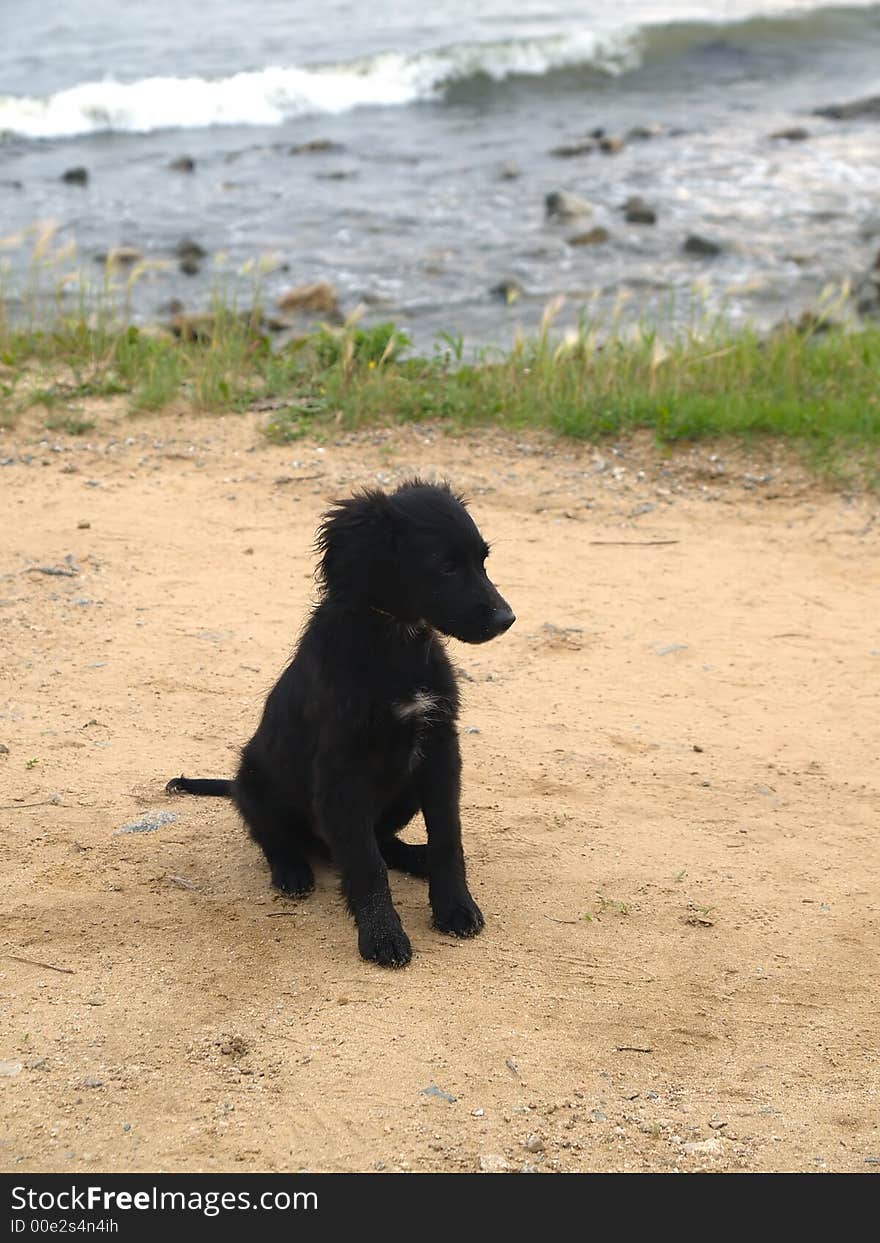 Black dog sitting on the sea coast . Black dog sitting on the sea coast