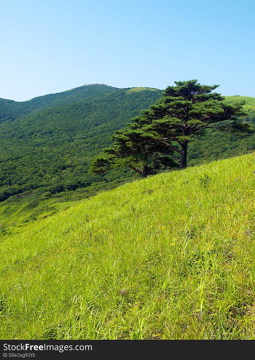 Mountain landscape with alone pine tree  on the hill with green meadow in sunny day. Mountain landscape with alone pine tree  on the hill with green meadow in sunny day